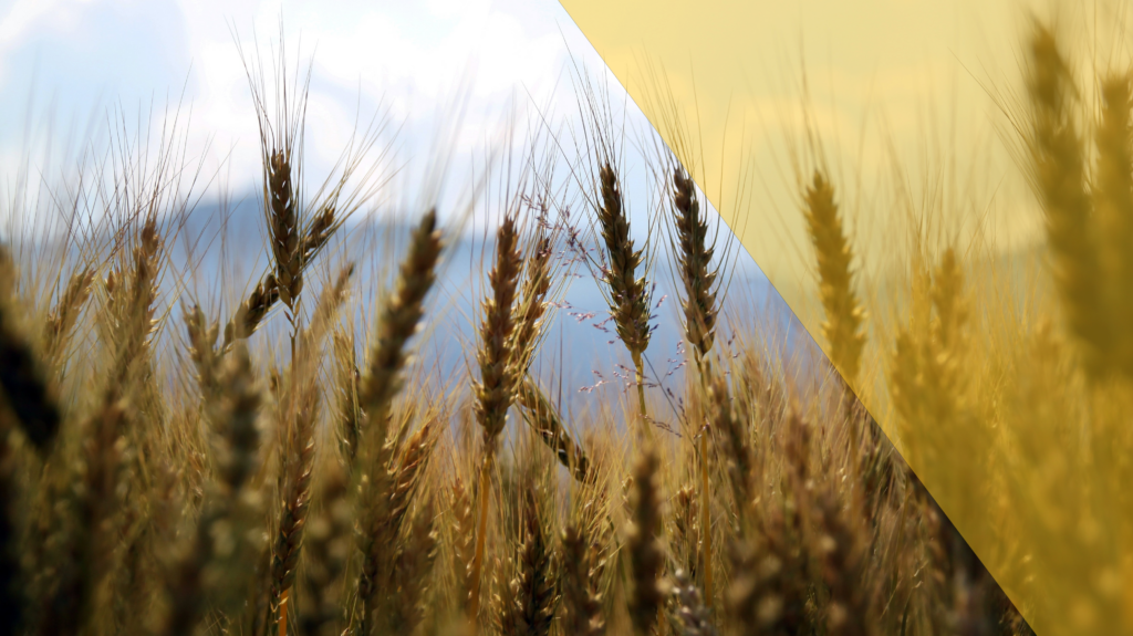 naziralicilidas-slider2-arpa-bugday